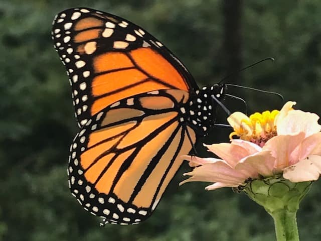 Those Amazing Monarchs with John Klein