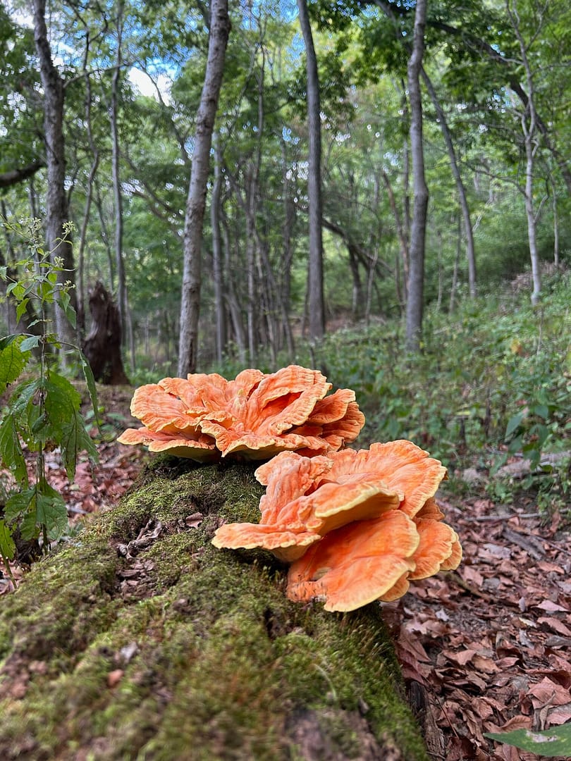 Habitat Restoration & Lunch
