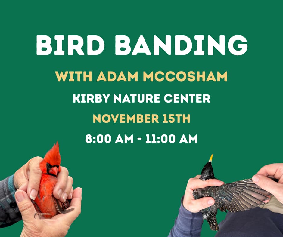 Bird Banding with Adam McCosham
