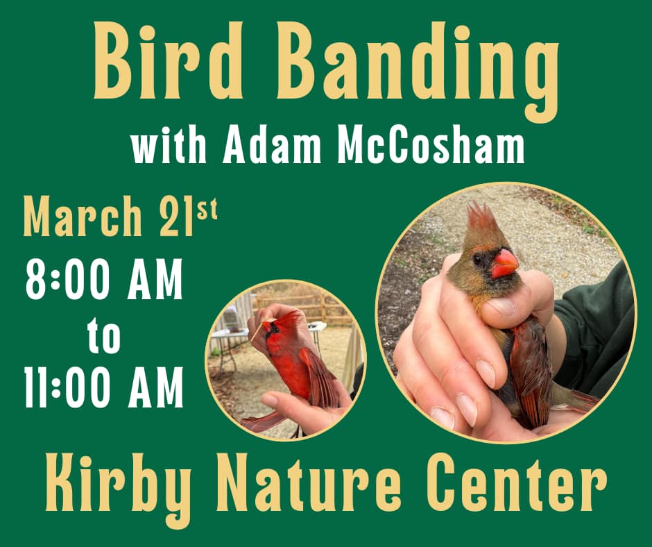 Bird Banding with Adam McCosham