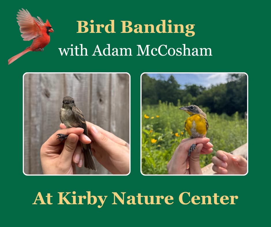 Bird Banding with Adam McCosham