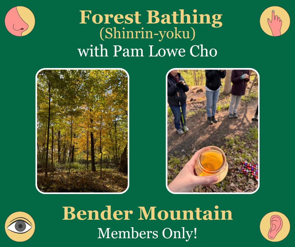 Forest Bathing with Pam Lowe Cho