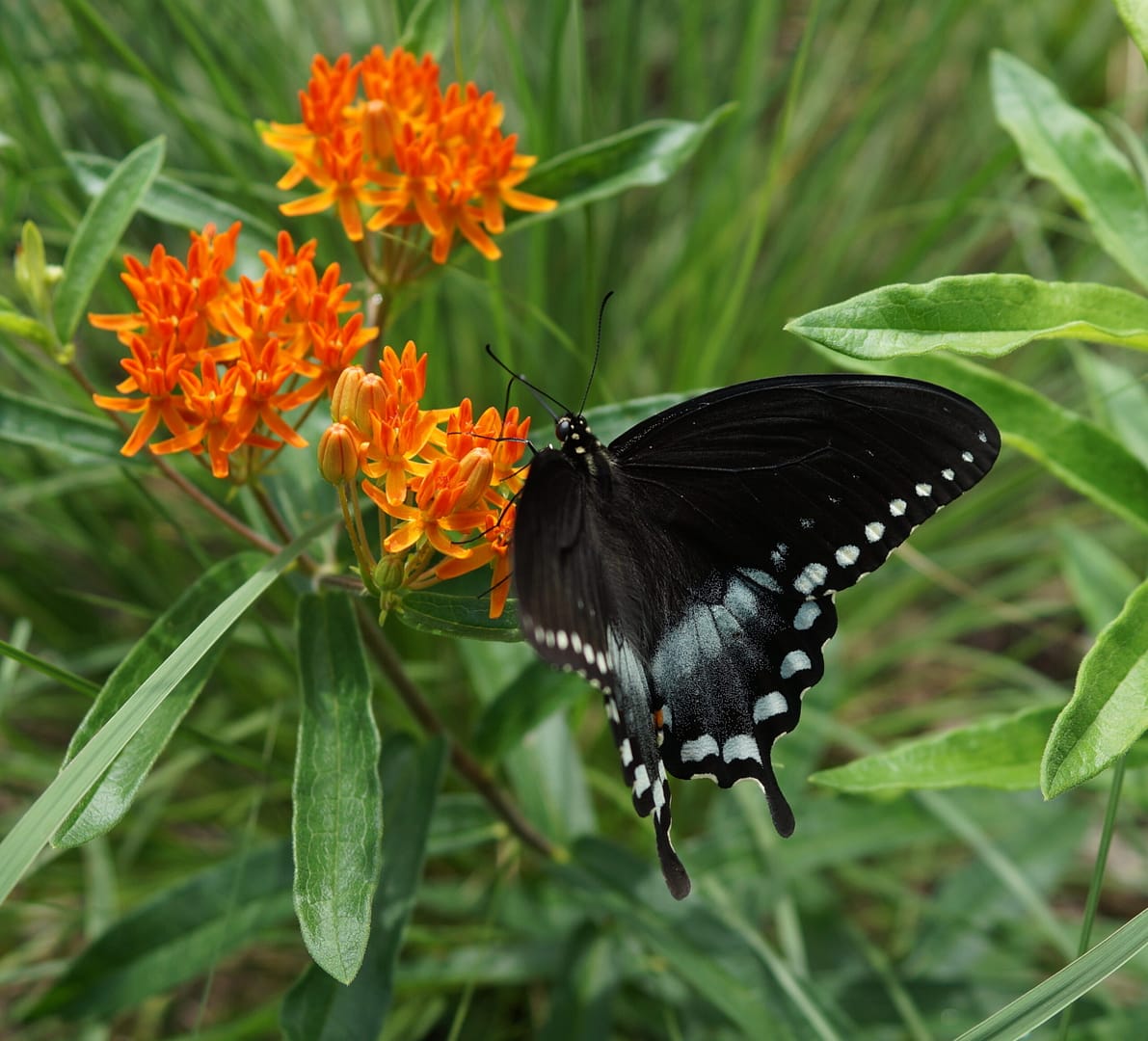 On the Wing: Butterfly Walk