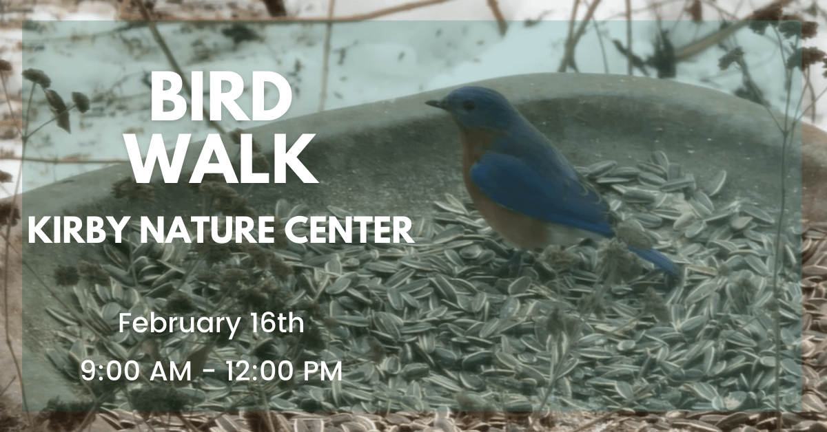 Bird Walk with Kathi Hutton