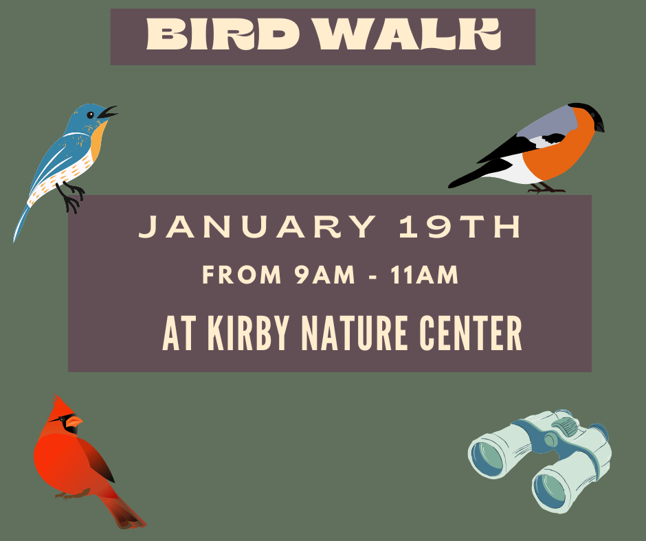 Bird Walk with Kathi Hutton