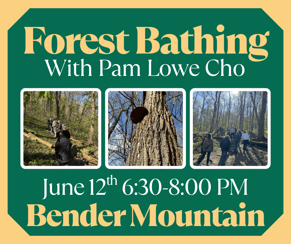 Forest Bathing with Pam Lowe Cho