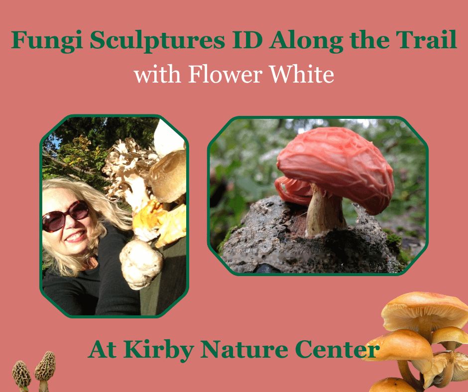 Fungi Sculptures ID Along the Trail with Flower White